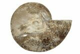 Choffaticeras (Daisy Flower) Ammonite Half - Madagascar #256693-1